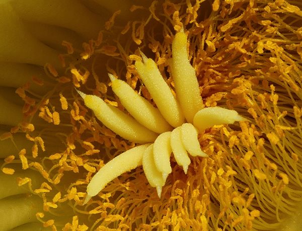 Fiore di Astrophitum