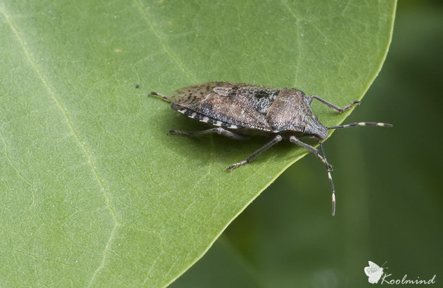 Raphigaster nebulosa