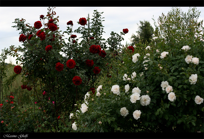 rose