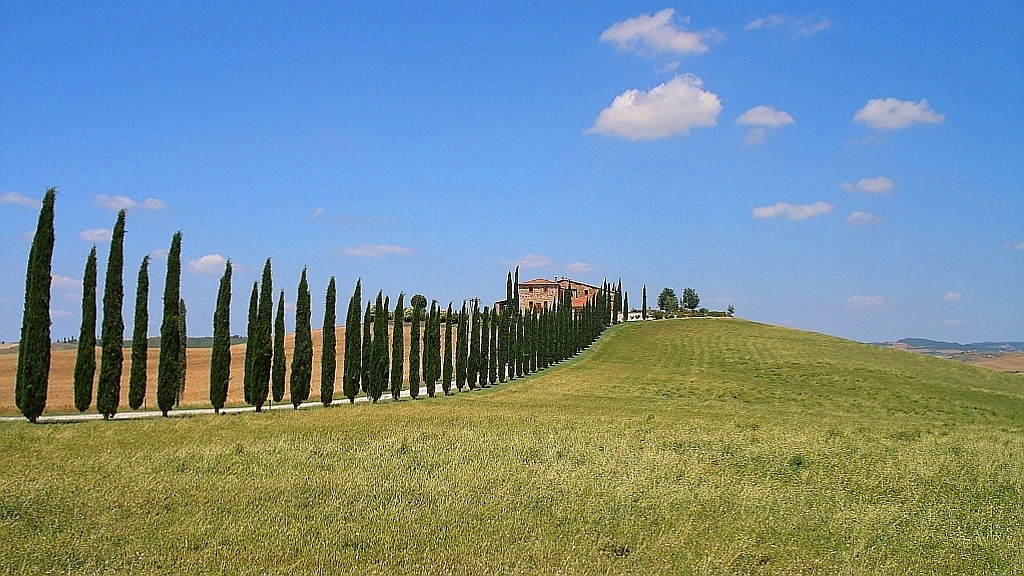 cipressi toscani (2)