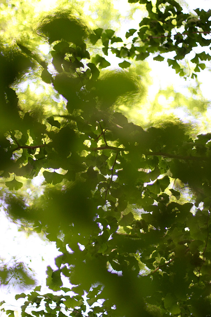 Botanika 2 - Ginko Biloba spappolato