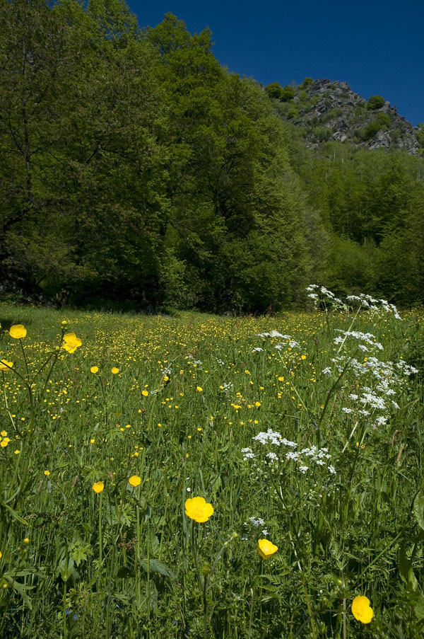 prato fiorito..