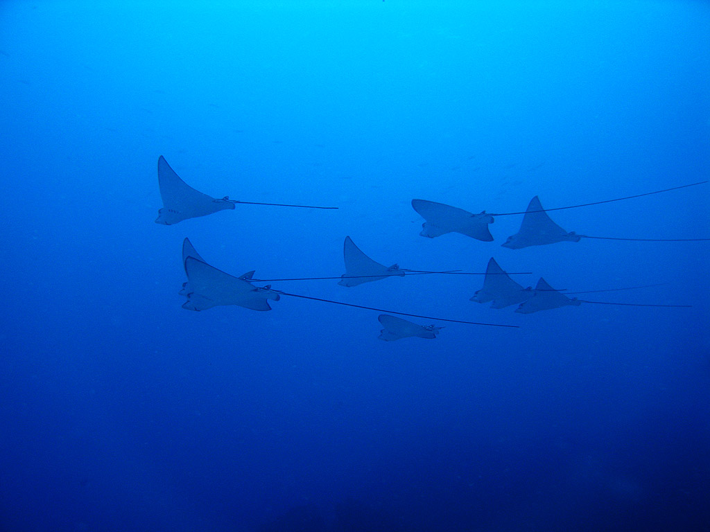 aquile di mare