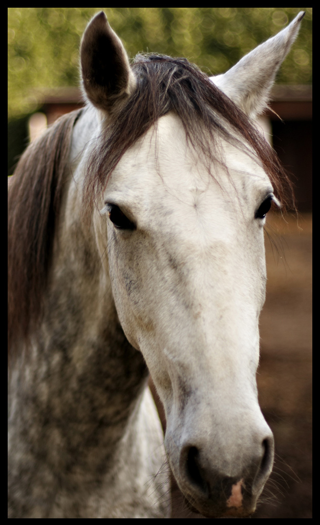 Cavallo