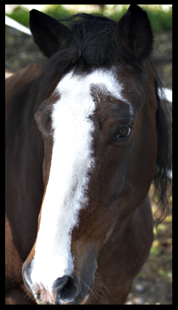 Cavallo 2