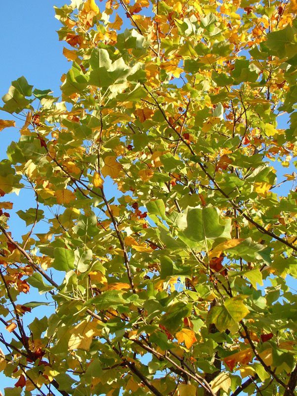 Colori autunnali