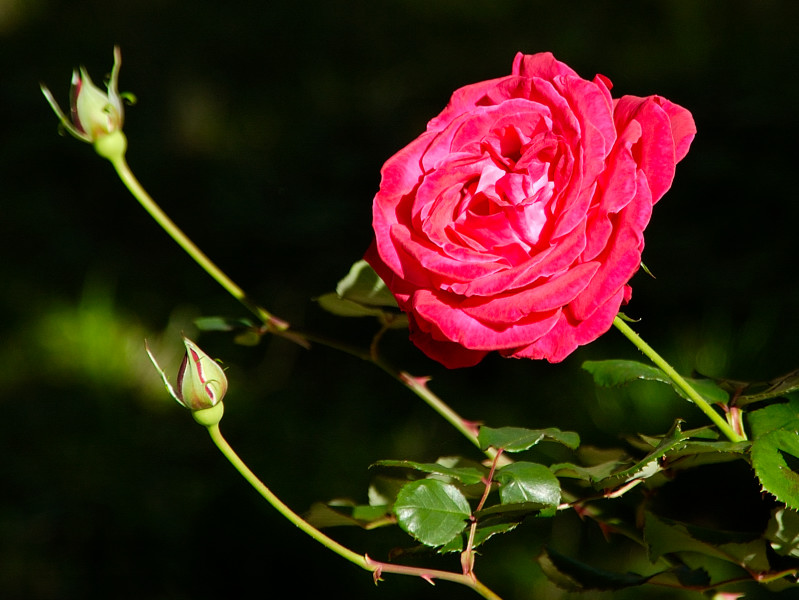 Rosa & boccioli
