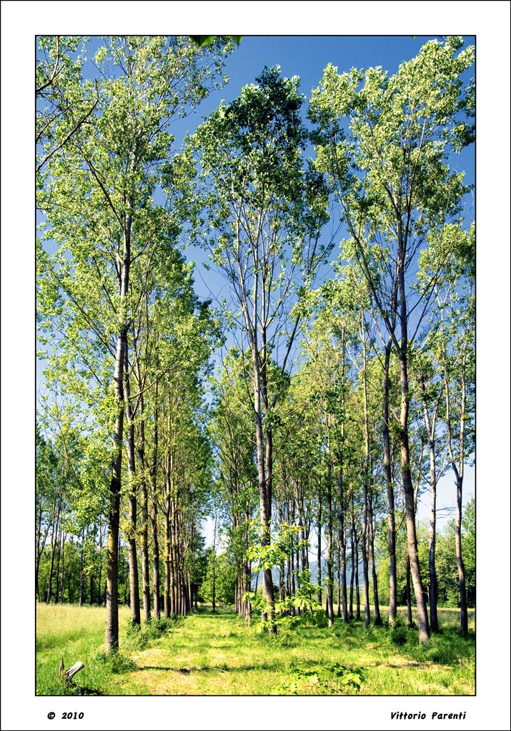 FILARI