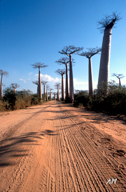 Madagascar - Avenue du Baobab