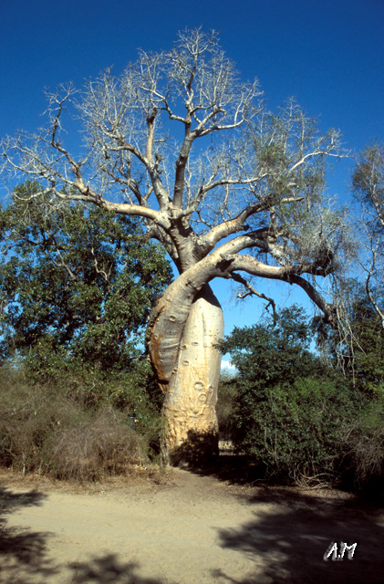 Madagascar - Baobab dell'amicizia