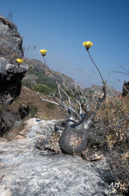 Madagascar - Baobab zampa d'elefante all'Isalo