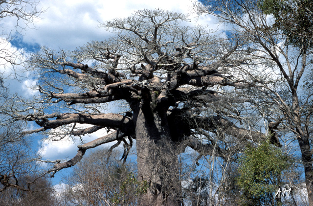 Madagascar - Baobab