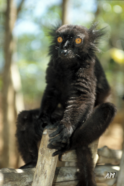 Madagascar - Lemure maschio di Maki Macaco