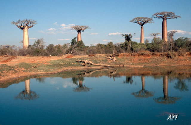 Madagascar - Morondava