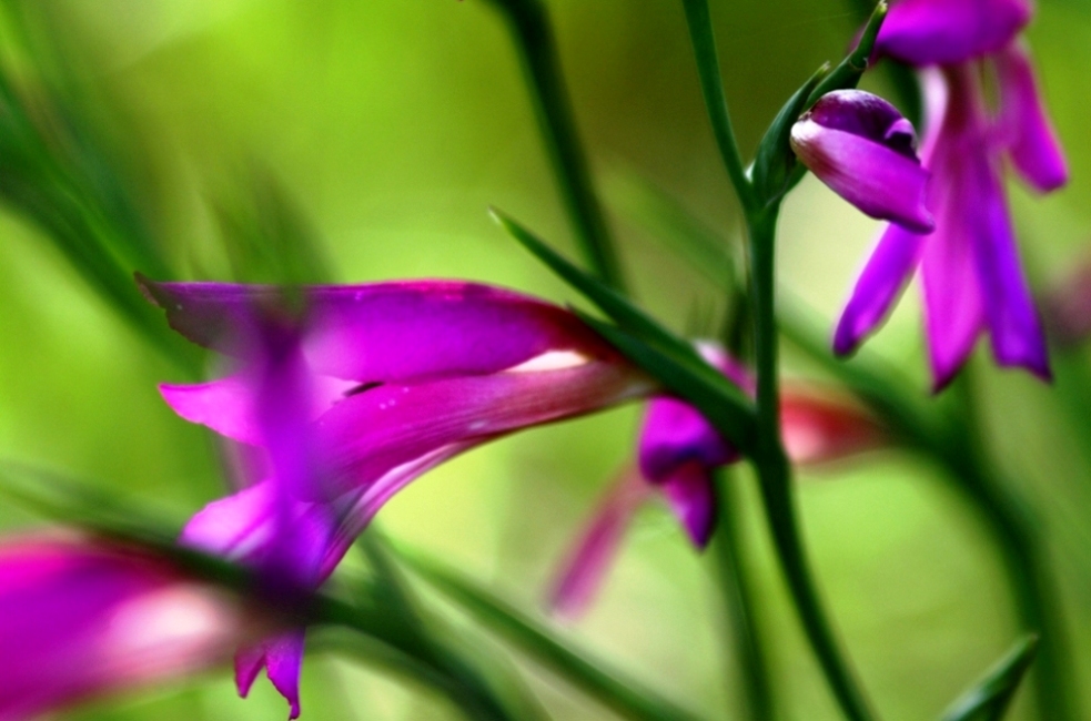 Un p di viola nel verde