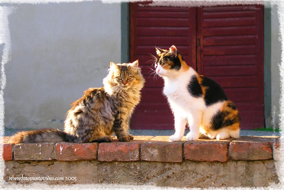 gatti