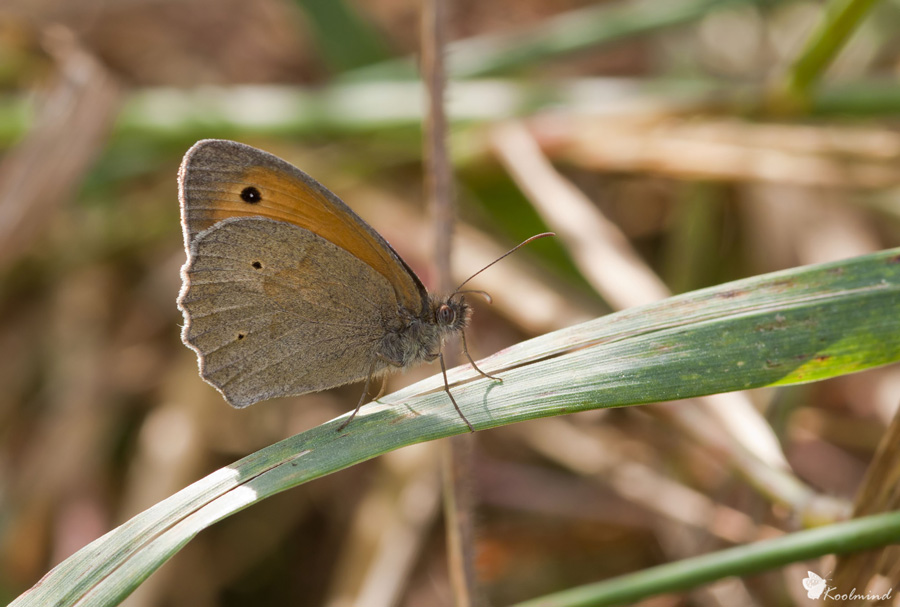 Maniola Jurtina II