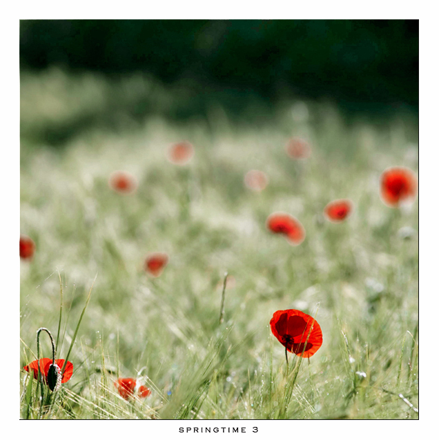 Springtime 3