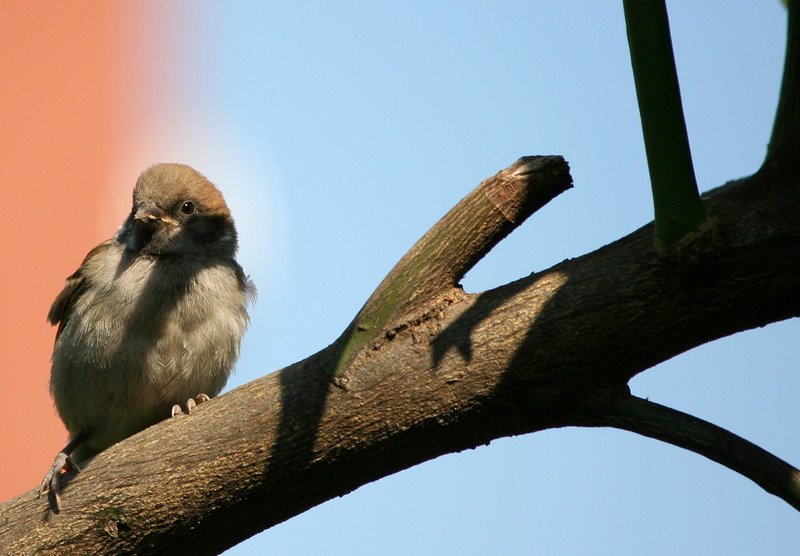 Pullo PasseroDomestico