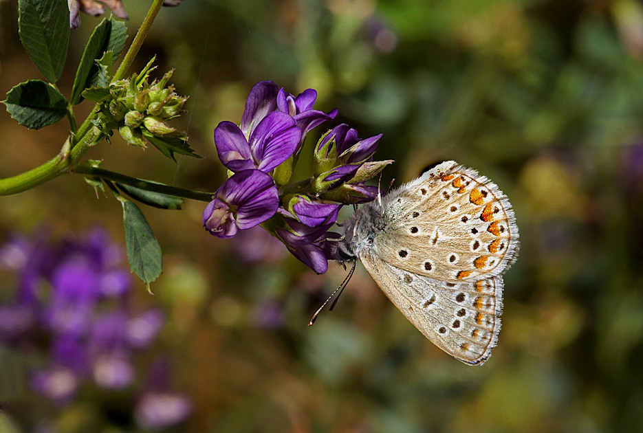 Farfallina