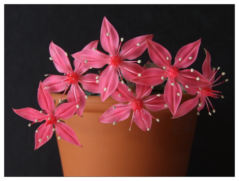 Fiori