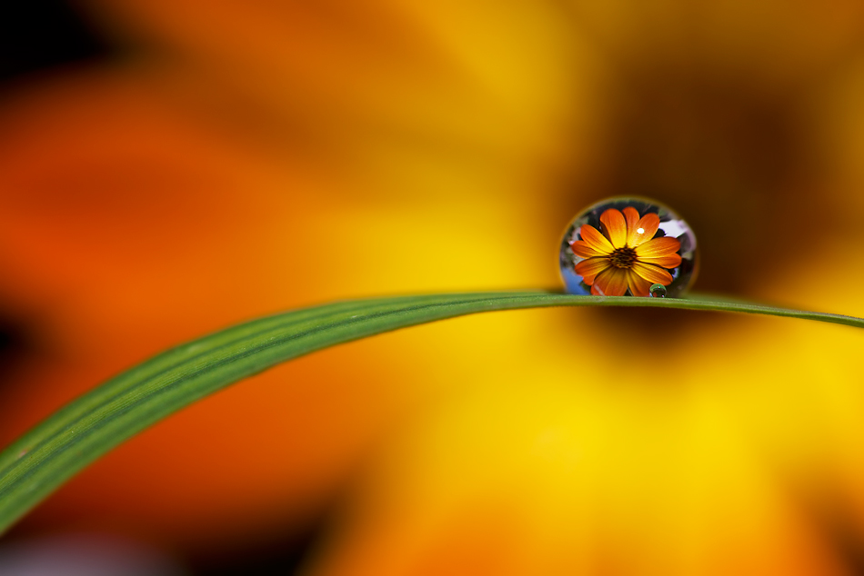 un fiore... una goccia (di Liliana R.)