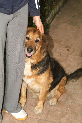 L'altro mio cane Cin'i