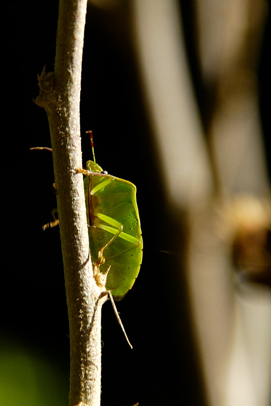 Cimice