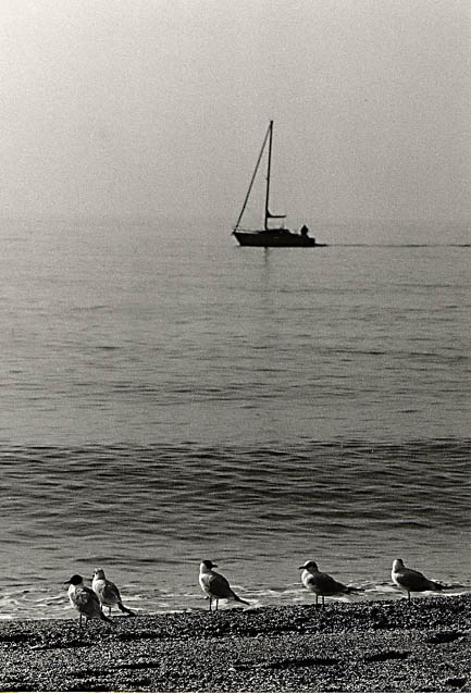 MAre e gabbiani