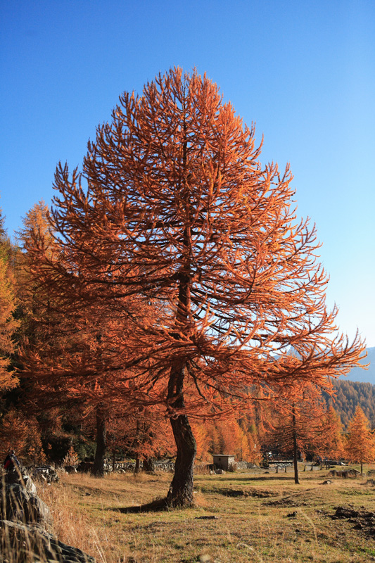 albero