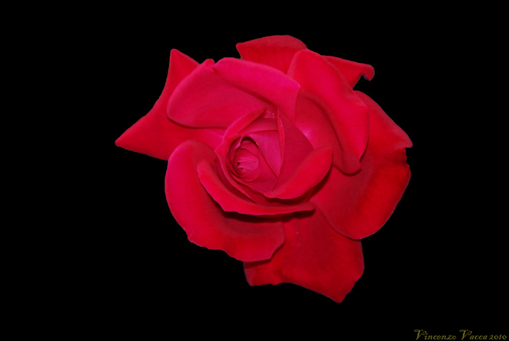 rosa rossa