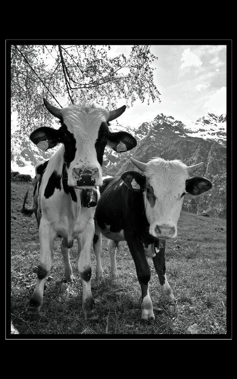 Amiche in posa....