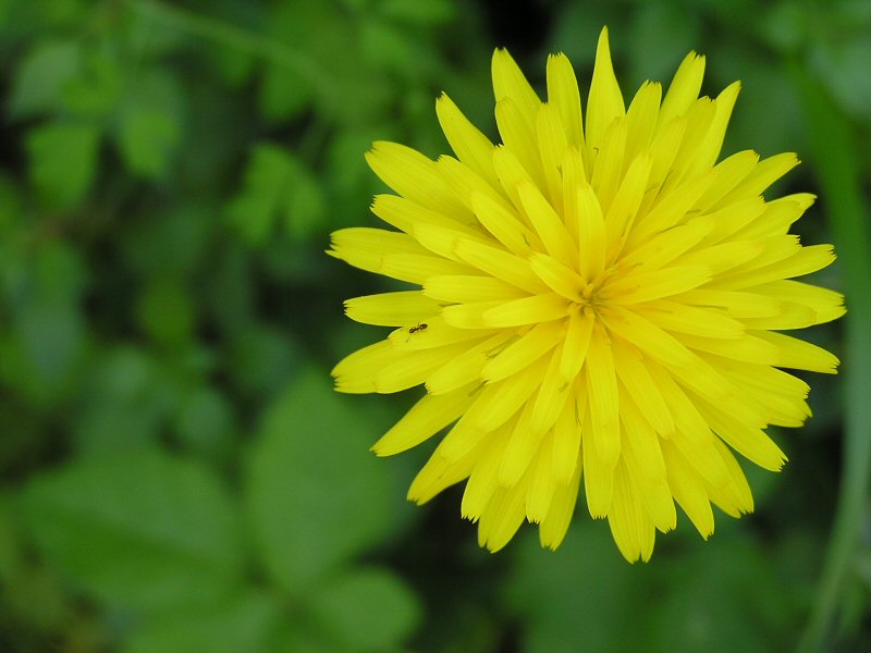 fiore giallo