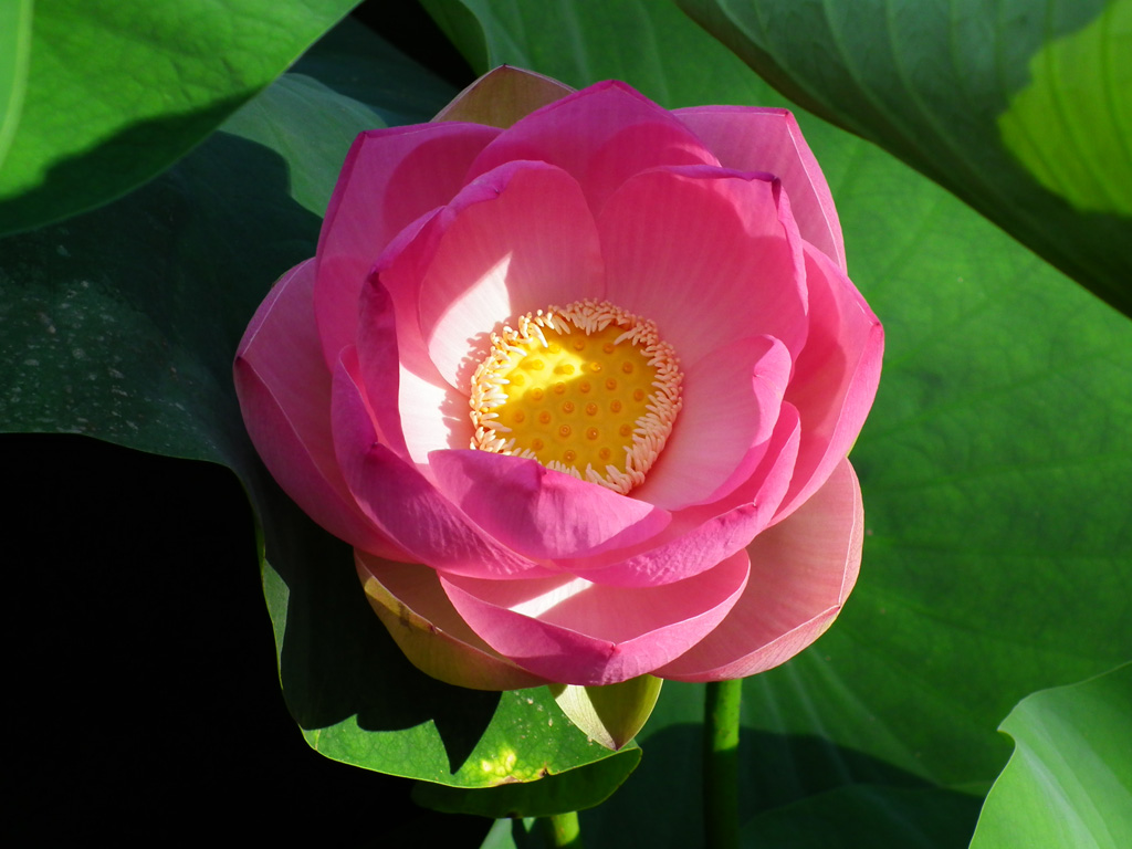 Fiore di Loto