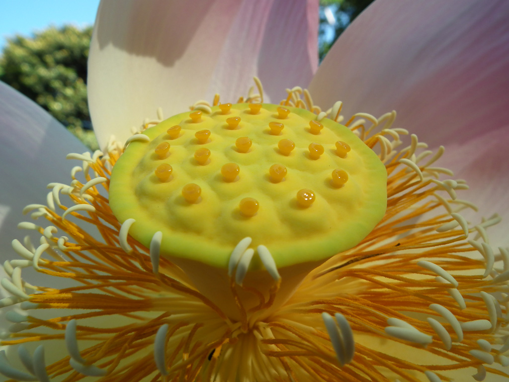 Fiore di Loto