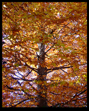 albero1