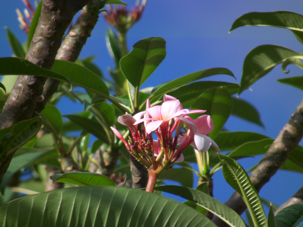 Pomelia