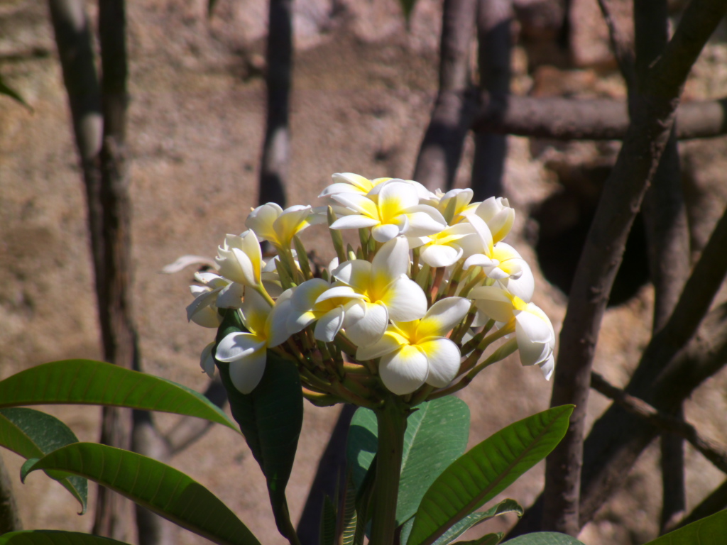 Pomelia