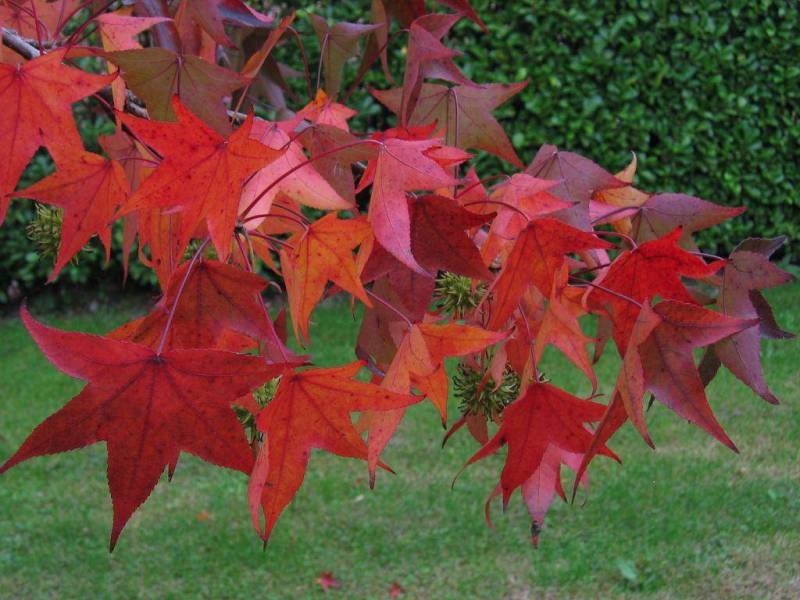 foglie d'autunno