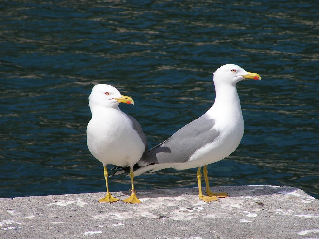 Gabbiani