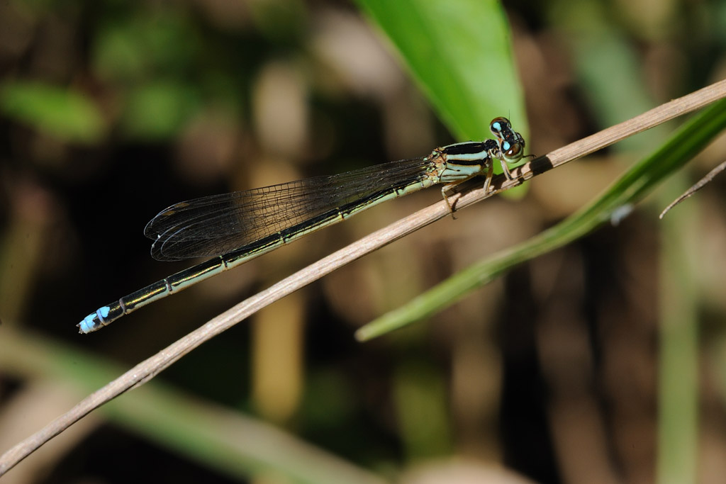 Damigella africana