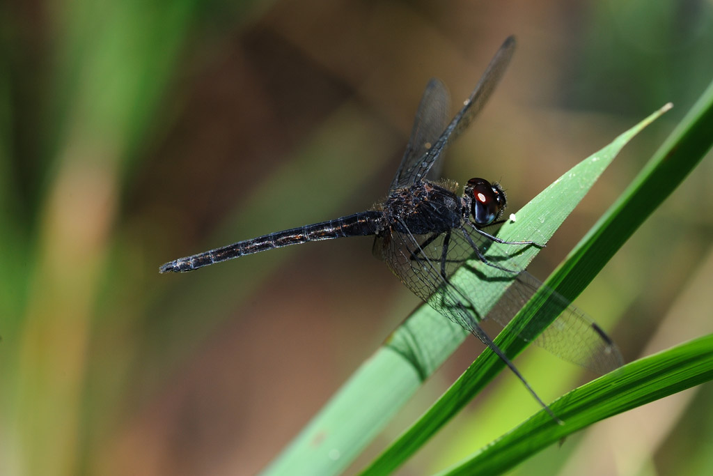 Libellula africana