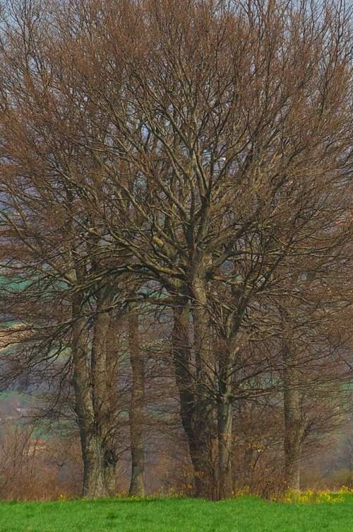 Alberi