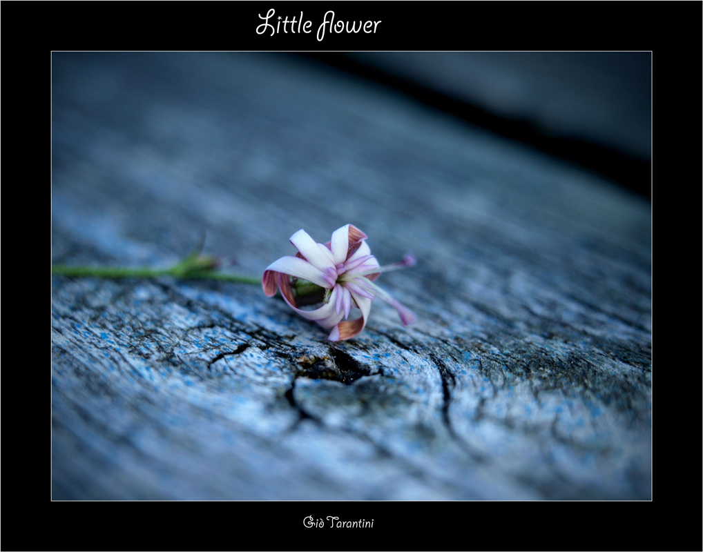Lonely