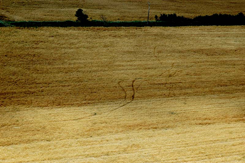Camargue 313