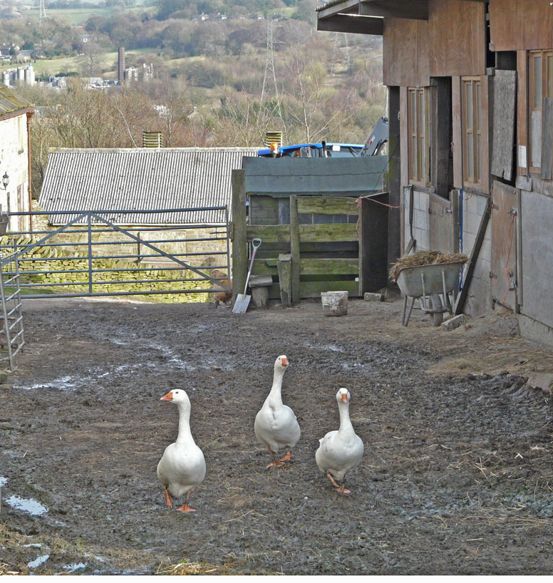 Fattoria Inglese