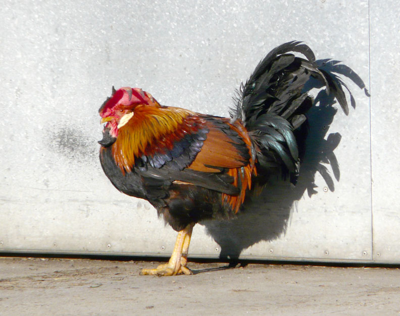 Little Red Rooster