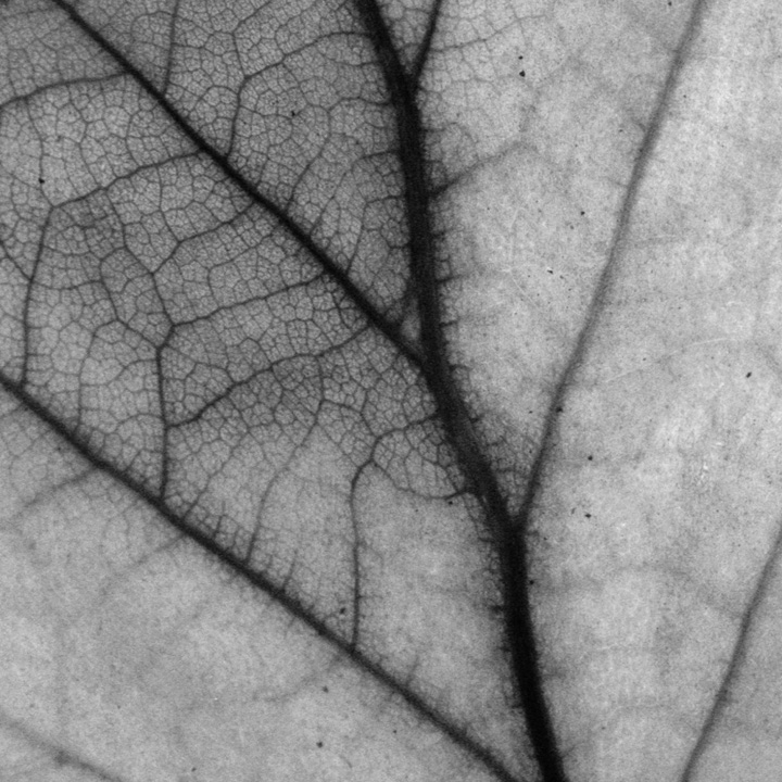 Leaf