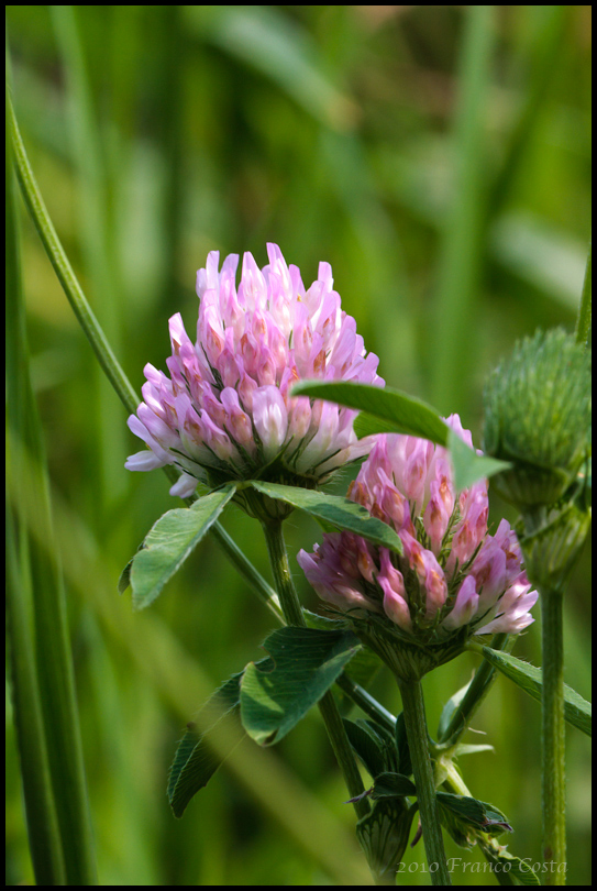 fiori di campo