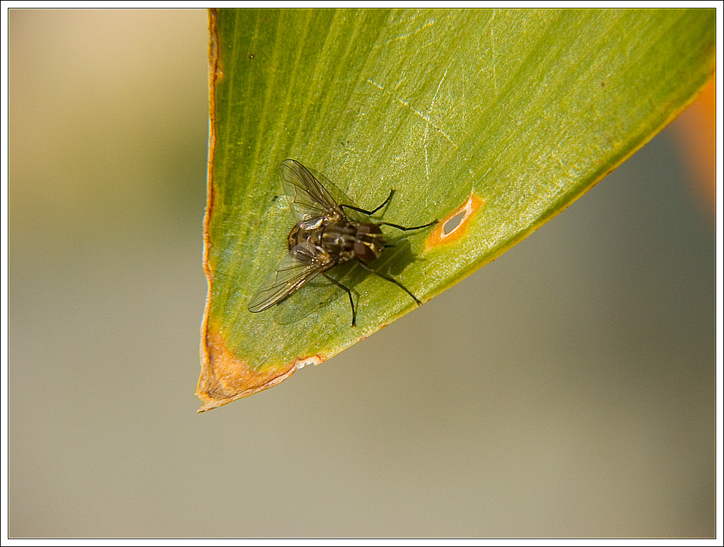 Mosca